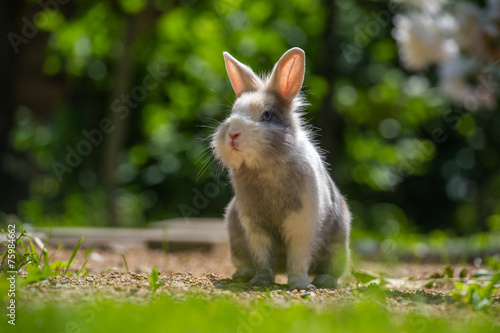 Cute Rabbit Outdoors