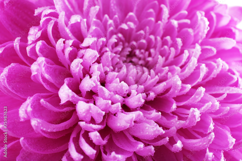 Beautiful chrysanthemum close-up