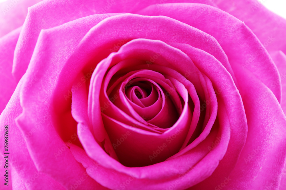 Beautiful pink rose close-up