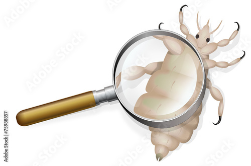 louse under scrutiny
