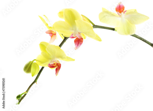 Orchid flowers isolated on white