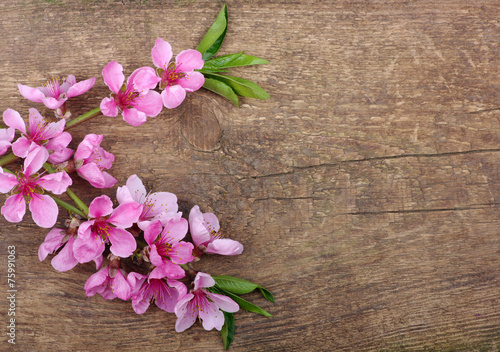 Spring  flower