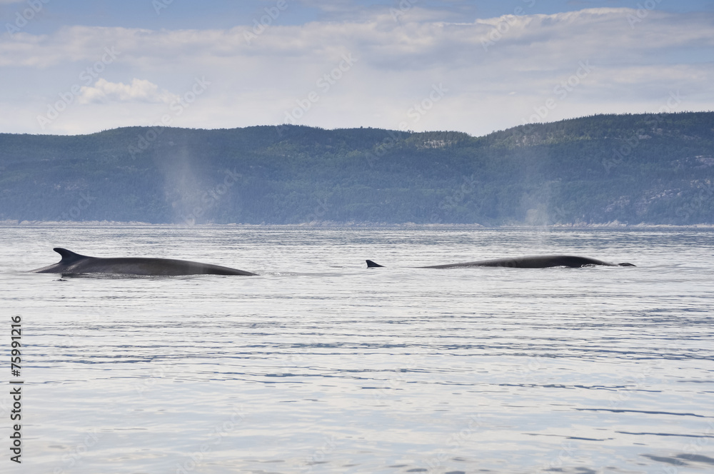 Fototapeta premium Fin whales, St Lawrence river, Quebec (Canada)