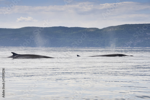 Fin whales, St Lawrence river, Quebec (Canada) © Noradoa