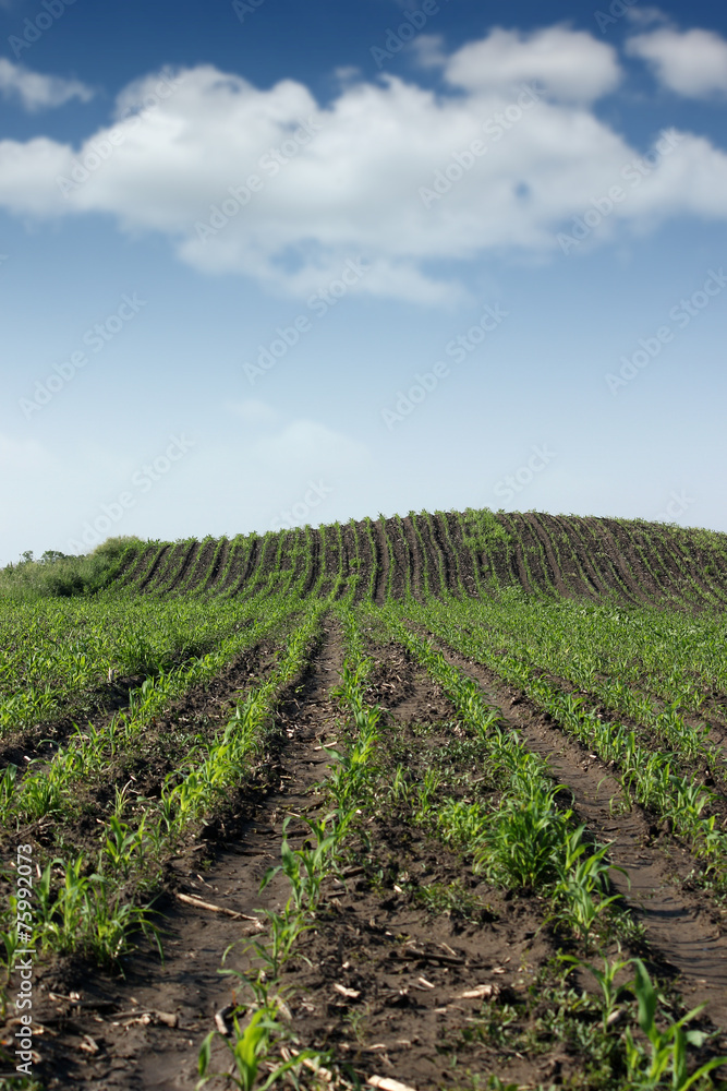 corn field agriculture spring season