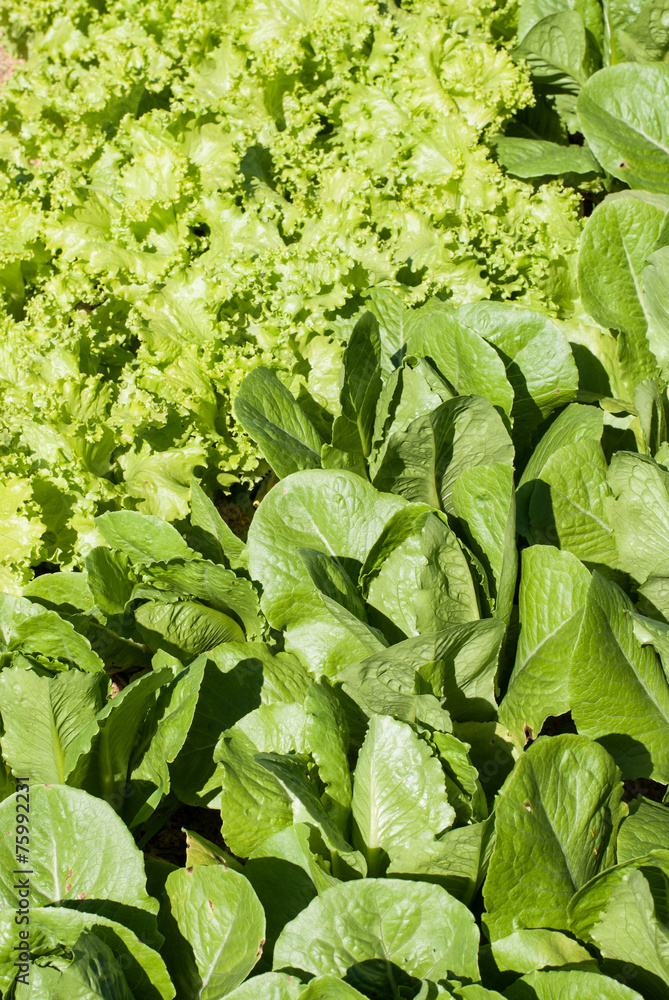 Fresh lettuce background Fresh lettuce background
