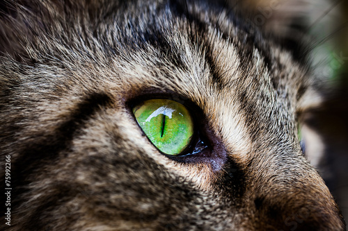 Closeup green eye of Maine Coon black tabby cat . Macro