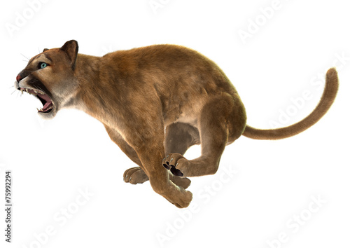 Fototapeta Naklejka Na Ścianę i Meble -  Wild Puma