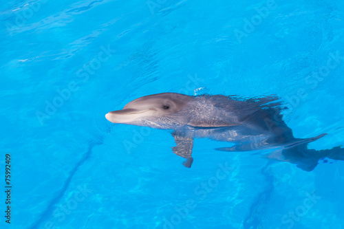 Dolphin of an afalin in blue water