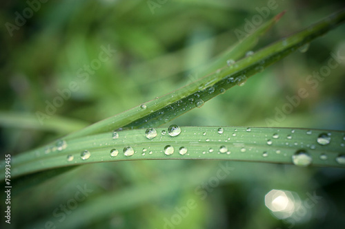 Water drops on the grass in retro colors. Macro shoot