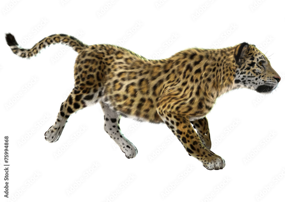 Fototapeta premium Jaguar