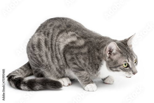 Fototapeta Naklejka Na Ścianę i Meble -  Gatto comune europeo isolato su sfondo bianco