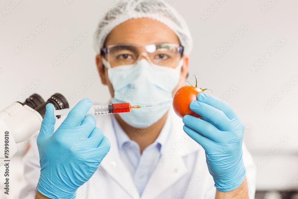 Food scientist injecting a tomato Food scientist injecting a tomato