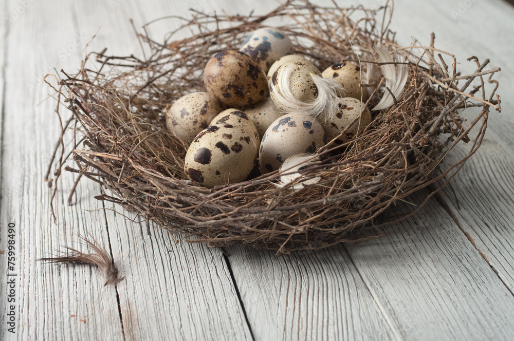 Fototapeta premium birds eggs