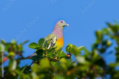 Male Pink-necked Green Pigeon(Treron vernans) with blue sky