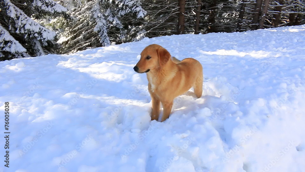 Play with a dog in the snow