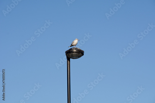 Seagull perched on lamp-post