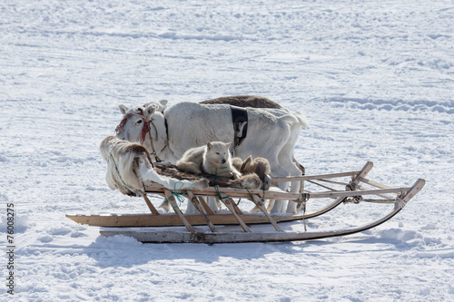 The dog in the sled and reindeer on snow background photo