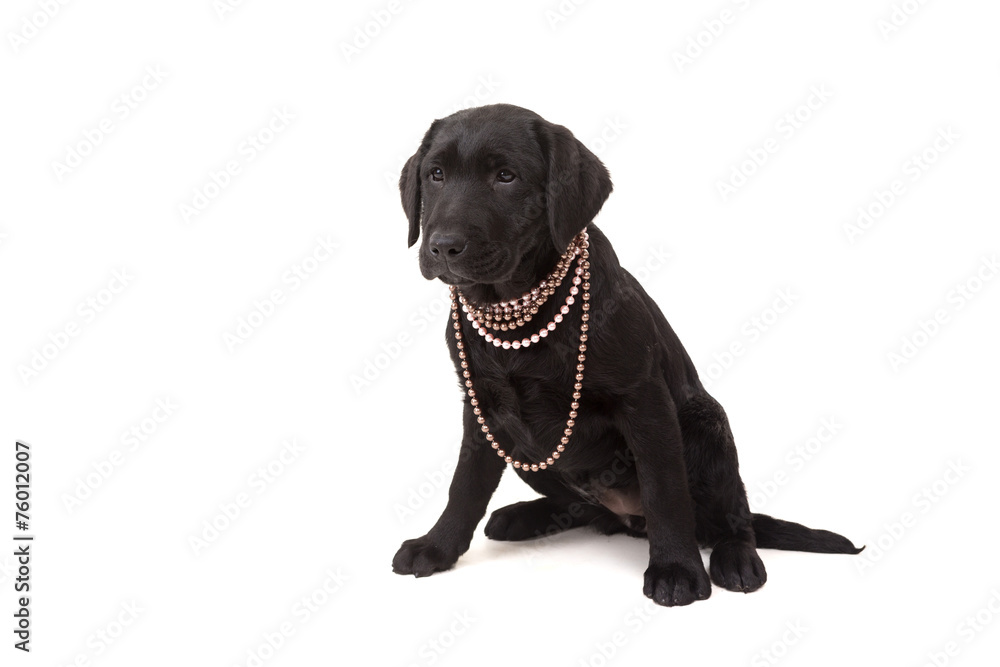 Labrador retriever Labrador retriever