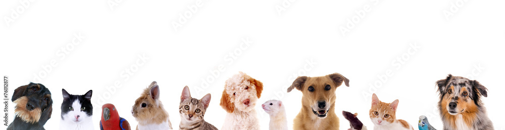 Unterschiedliche Haustiere – Köpfe in einer Reihe