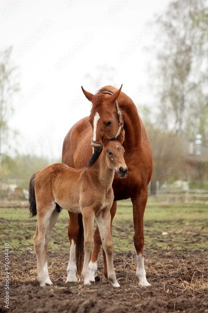 Naklejka premium Brown cute foal portrait with his mother
