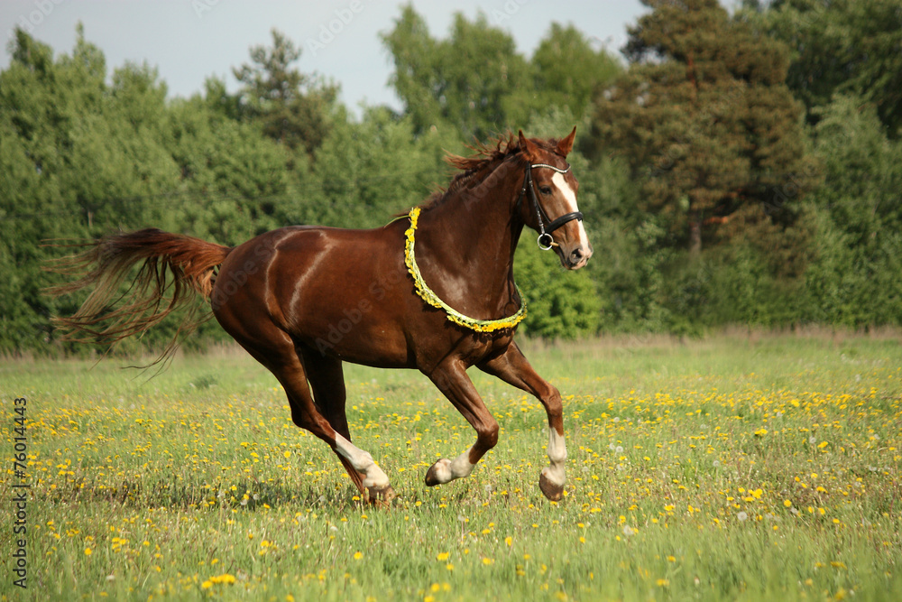 Obraz premium Chestnut horse galloping at dandelion field