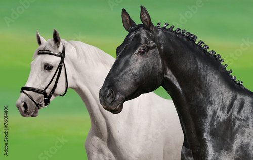 Black   white horses
