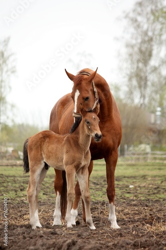 Obraz na plátne Brown cute foal portrait with his mother