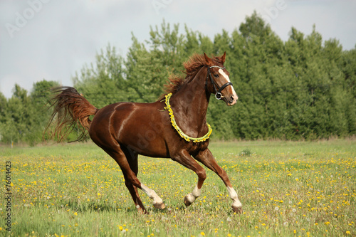 Chestnut horse galloping at dandelion field © virgonira
