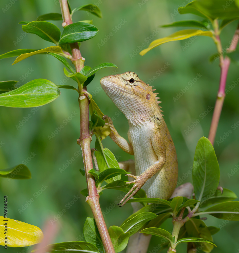 Lizard on the tree Lizard on the tree