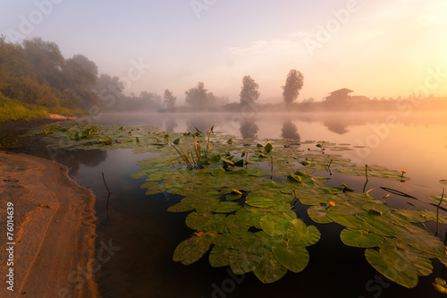 beautiful lilies on a lake © Dmytro Kosmenko