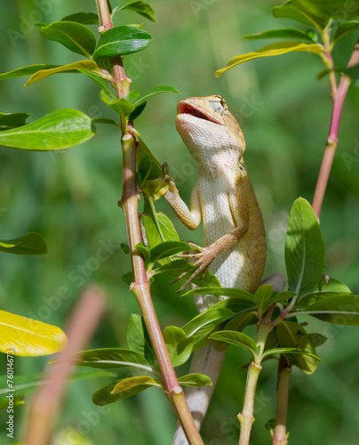 Lizard on the tree