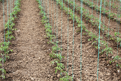 Tomato cultivating in green...