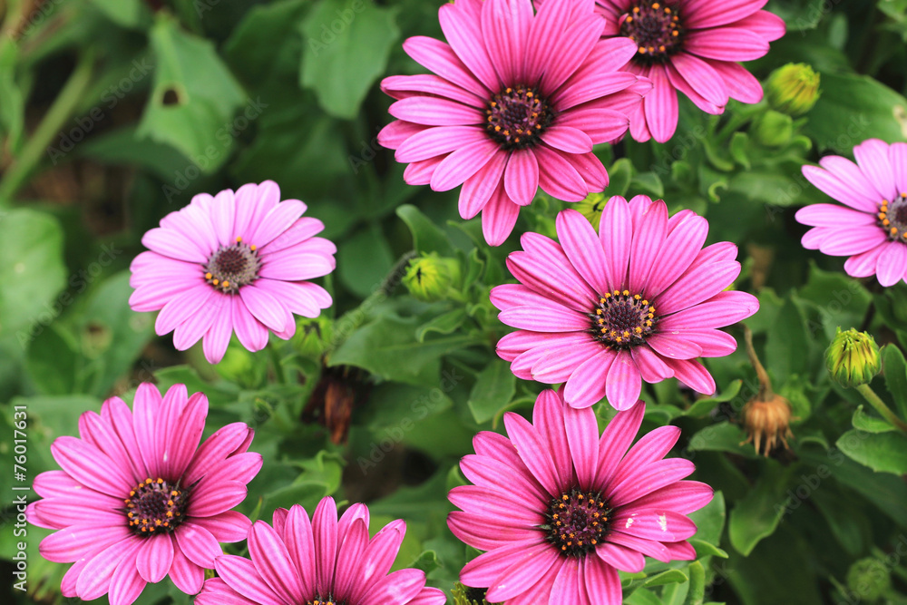 Blue-eyed Daisy,African Daisy,Cape Daisy,Spoon Daisy Blue-eyed Daisy,African Daisy,Cape Daisy,Spoon Daisy