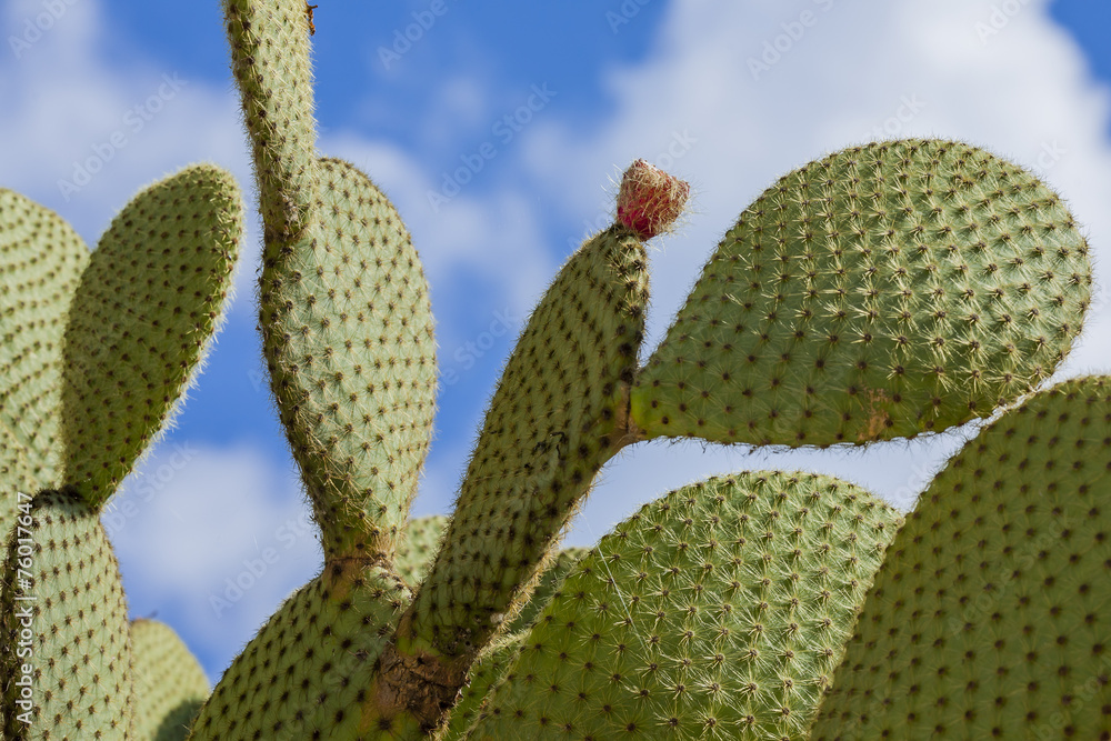 Prickly pear cactus with fruit color. Prickly pear cactus with fruit color.