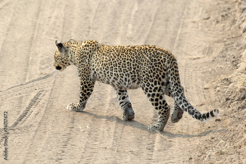 Leopard crossing a road