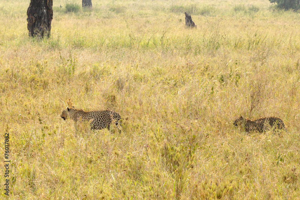 Couple of leopards in savannah Couple of leopards in savannah
