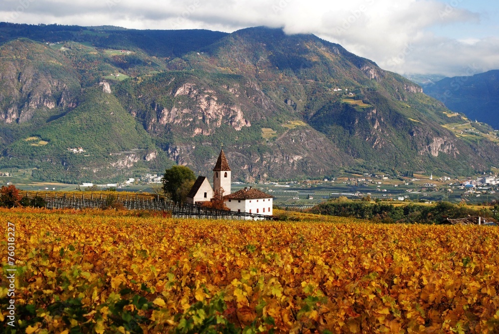 herbstlicher Weinberg in Südtirol