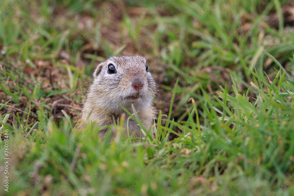 prairie dog (cynomys ludovicianus) prairie dog (cynomys ludovicianus)
