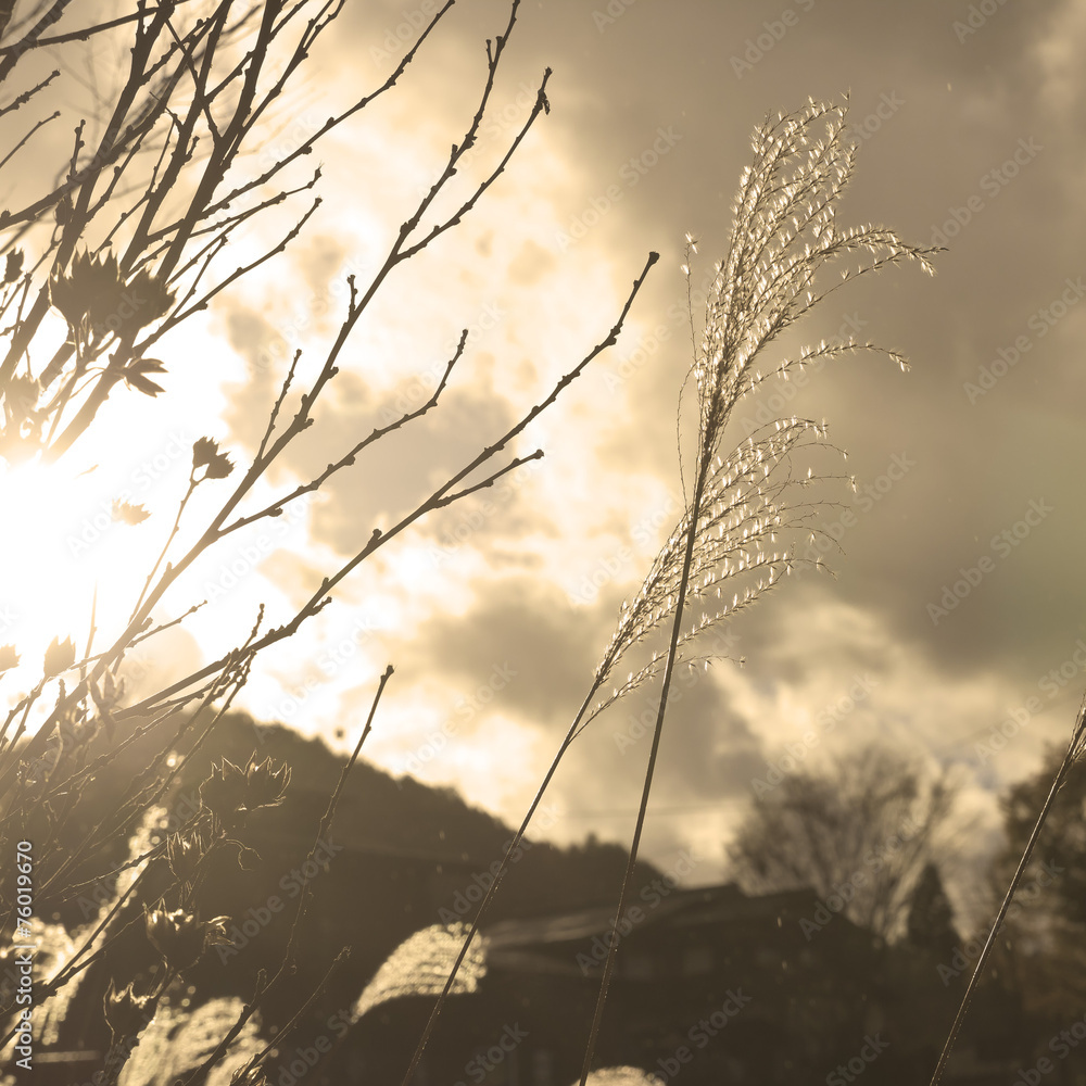 Obraz premium Sepia plant cloudscape