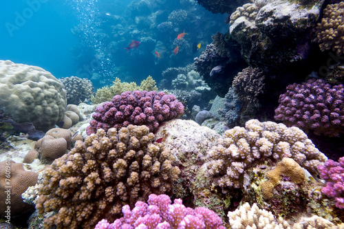 colorful coral reef  on the bottom of tropical sea, underwater photo