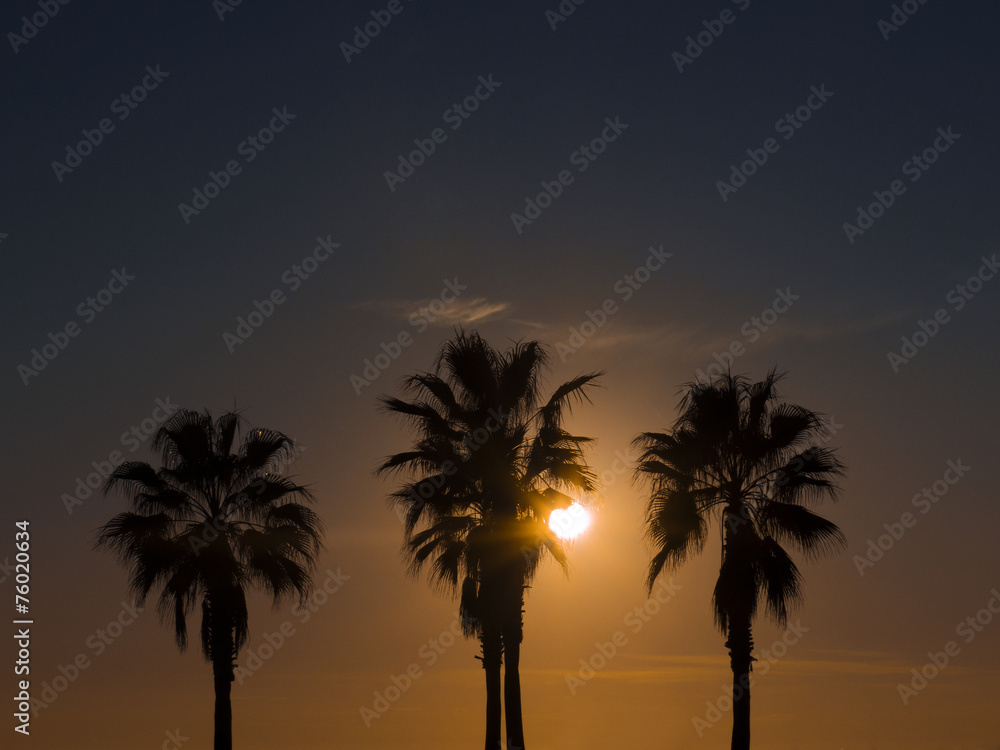 Palm trees backlit