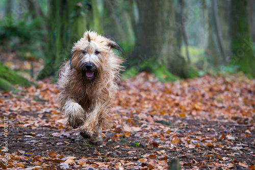 Fotografie Briard Dog