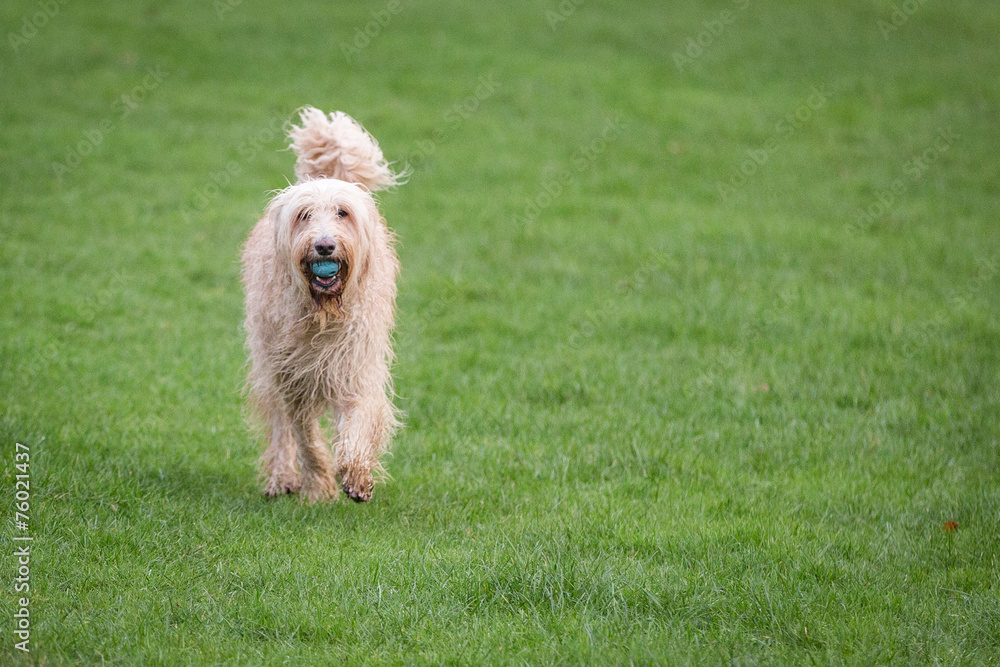 Fototapeta premium Labradoodle