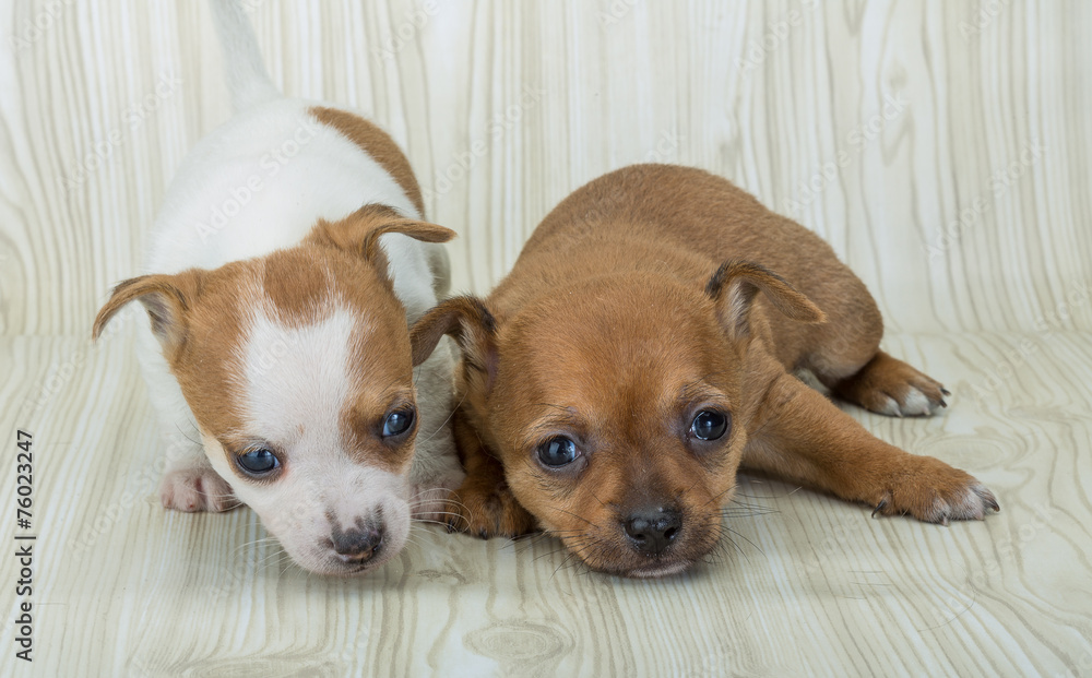 Chihuahua Chihuahua