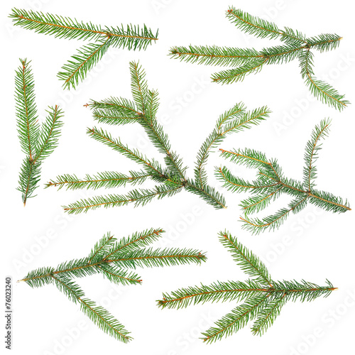 Fir tree branch set isolated on white