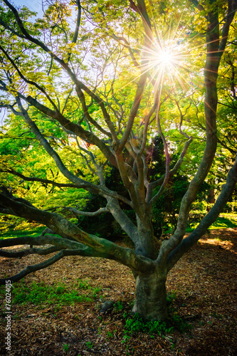 The sun shining through a tree at Cylburn Arboretum, in Baltimor photo