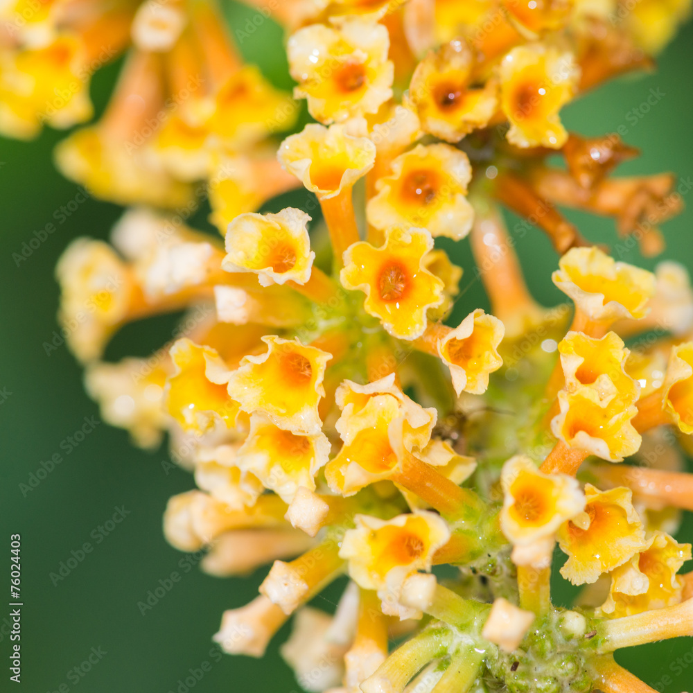 Fototapeta premium Butterfly Bush Bloom