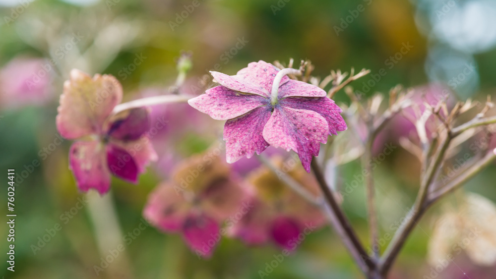 Fototapeta premium Autumn Hydrangea