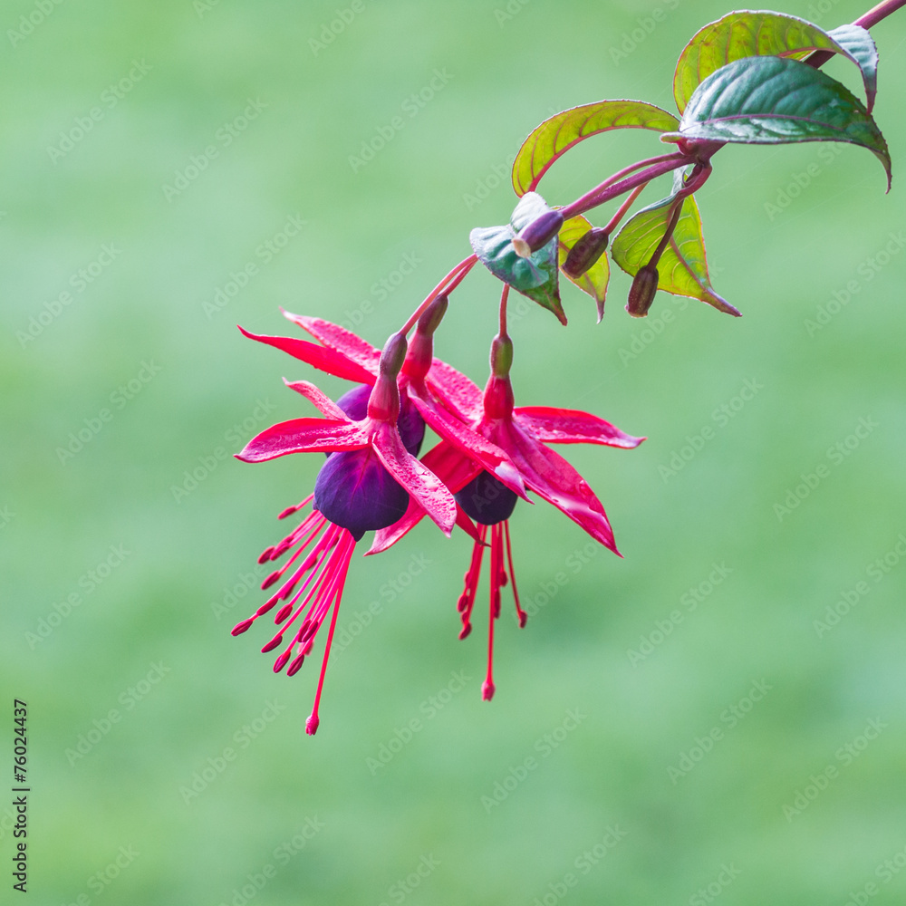 Fuchsia Fancies